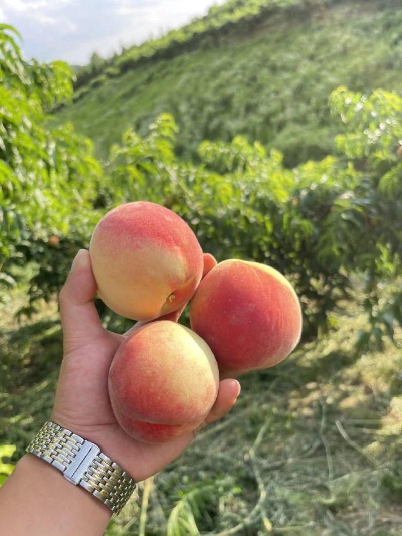 红不软桃，毛桃，脆甜可口，果大，颜色鲜艳。