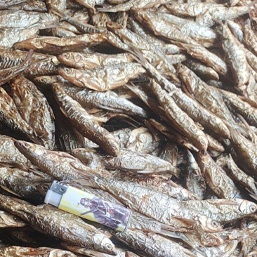 烟熏鱼火焙鱼，自然生长，人工破肚质量保证大量供应现货