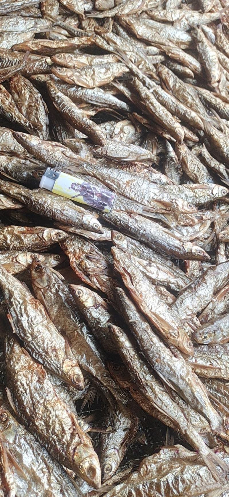 烟熏鱼火焙鱼，自然生长，人工破肚质量保证大量供应现货