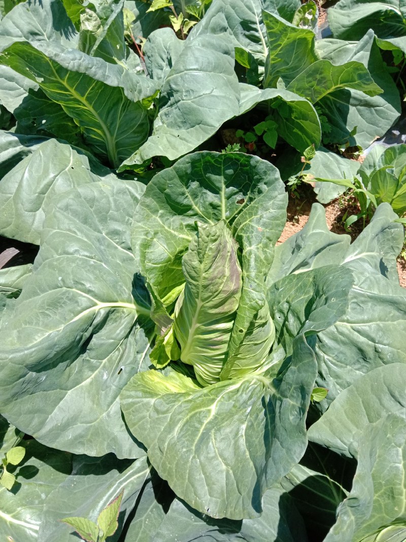 牛心甘蓝菜