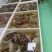 黑个毛肚，火锅搭档，麻辣烫自助餐，凉拌佳品，脆爽美味