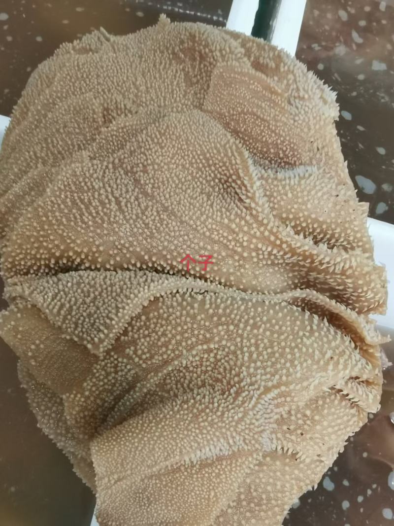 黑个毛肚，火锅搭档，麻辣烫自助餐，凉拌佳品，脆爽美味