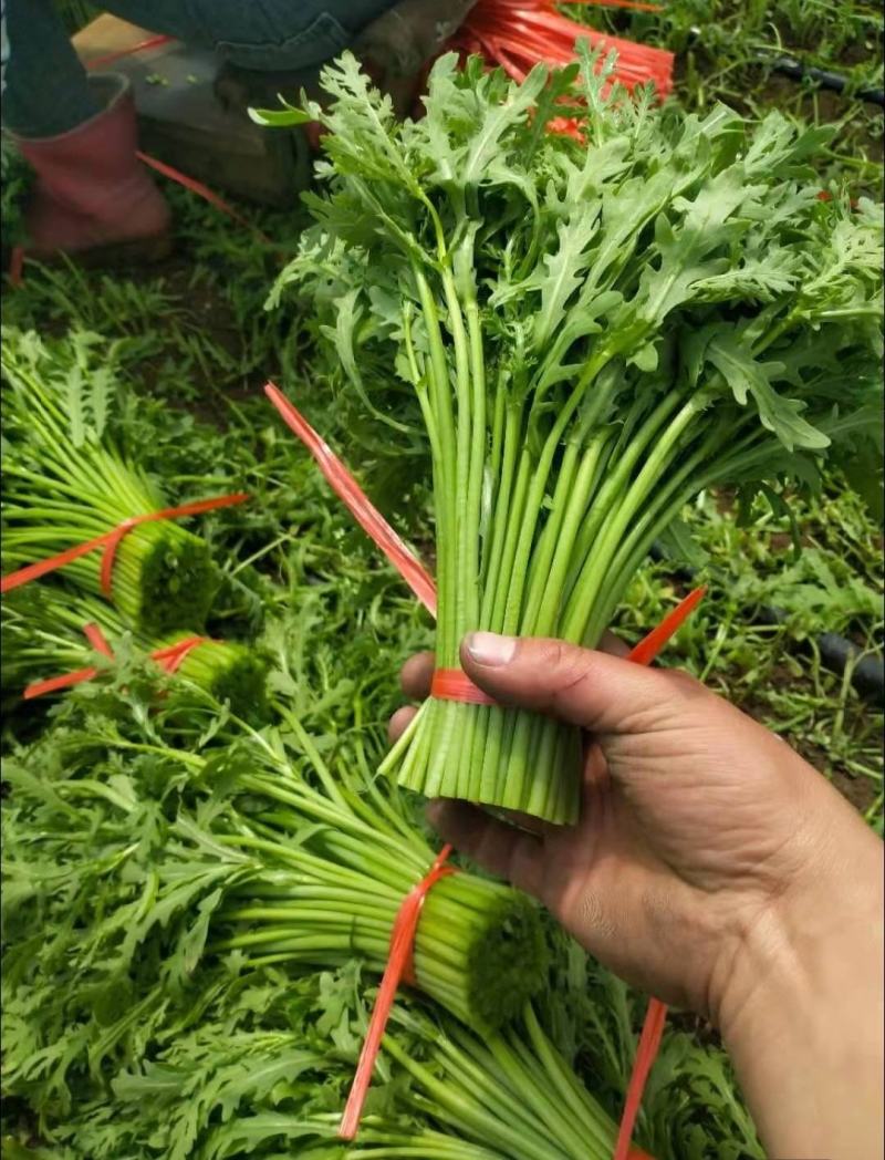 精品茼蒿，山西大同叶菜基地，地头现割，全国各地发