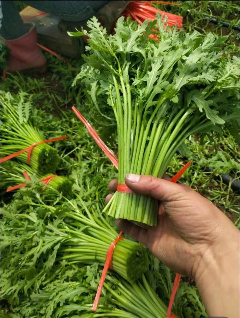 精品茼蒿，山西大同叶菜基地，地头现割，全国各地发