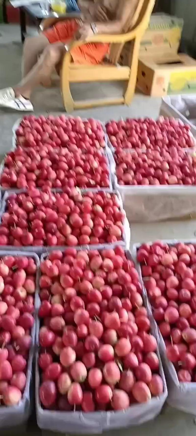 辽宁铁岭苹果123苹果产地直发大量供应货源充足