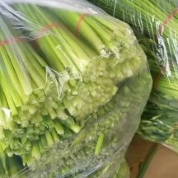 河北省昌黎县精品汉中韭苔开始上市了欢迎来电