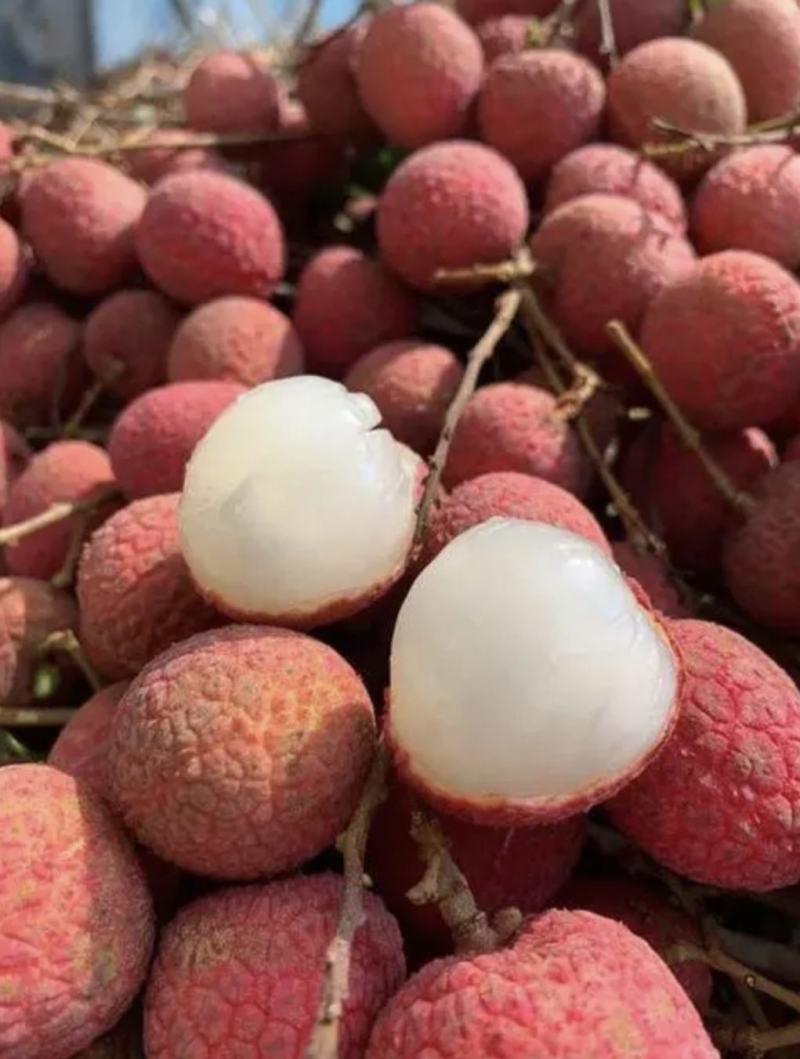 广西禾荔荔枝精品六月红大量上市中产地直供全国发货