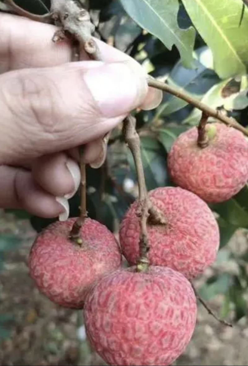 广西禾荔荔枝精品六月红大量上市中产地直供全国发货