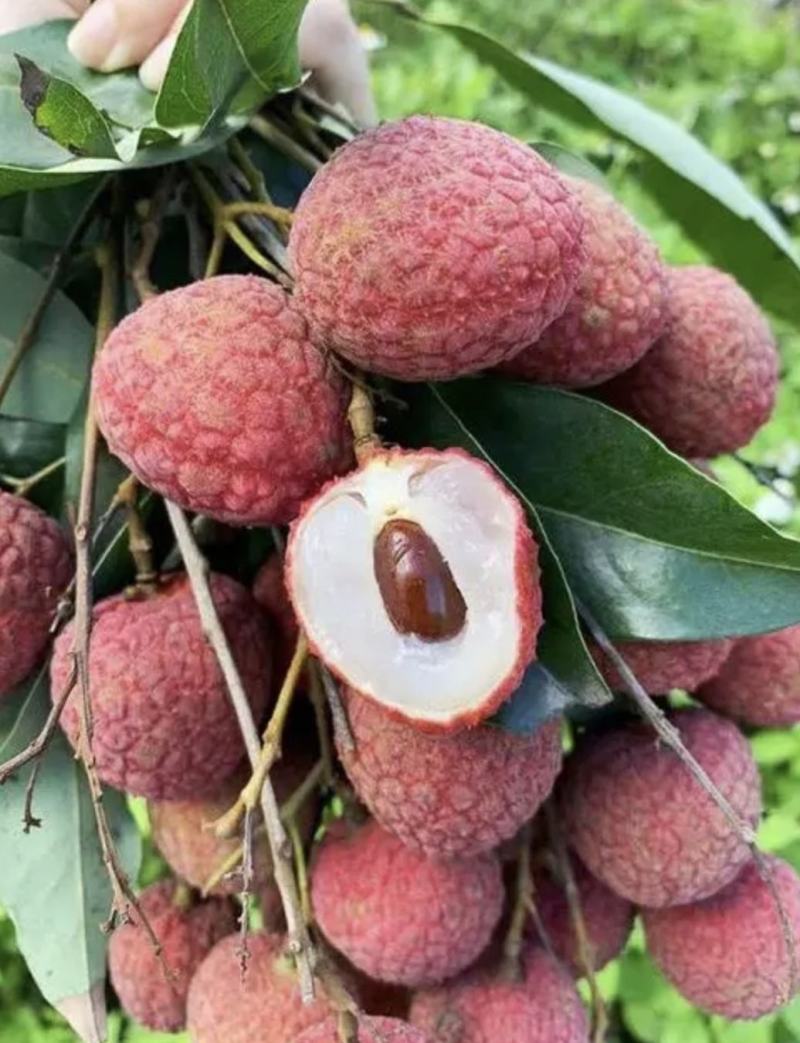 广西禾荔荔枝精品六月红大量上市中产地直供全国发货