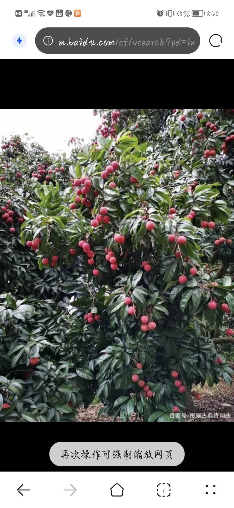 广西禾荔荔枝精品六月红大量上市中产地直供全国发货