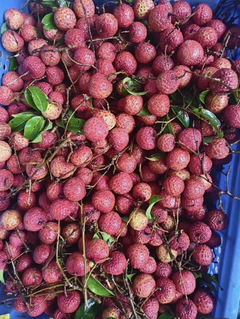 广西禾荔荔枝精品六月红大量上市中产地直供全国发货