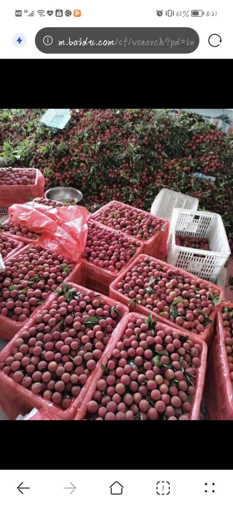 广西禾荔荔枝精品六月红大量上市中产地直供全国发货