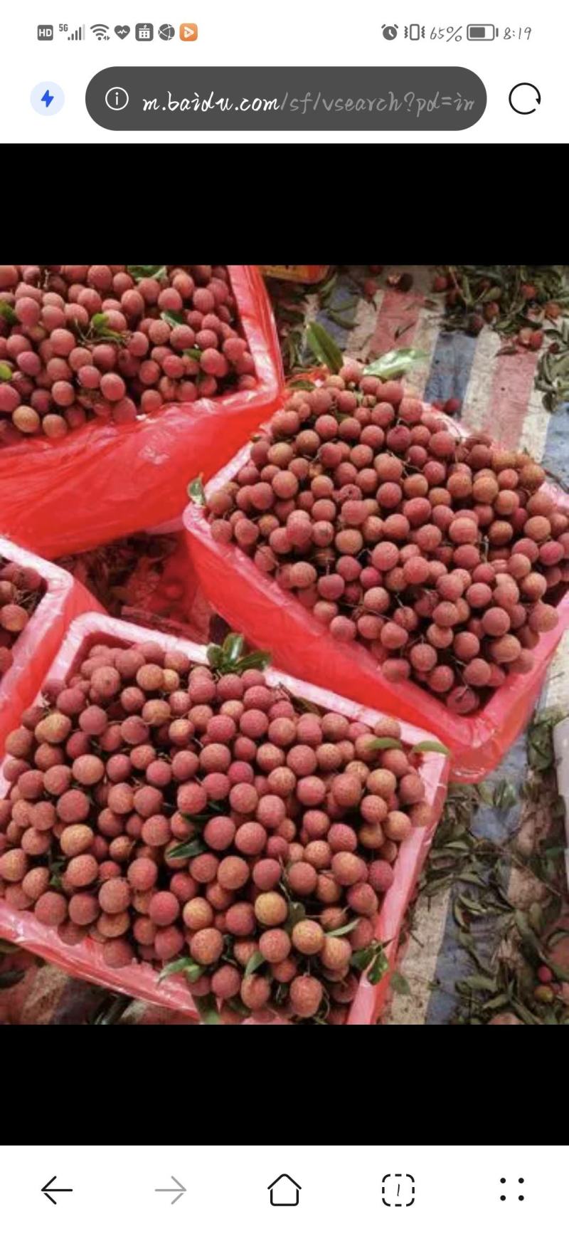 广西禾荔荔枝精品六月红大量上市中产地直供全国发货
