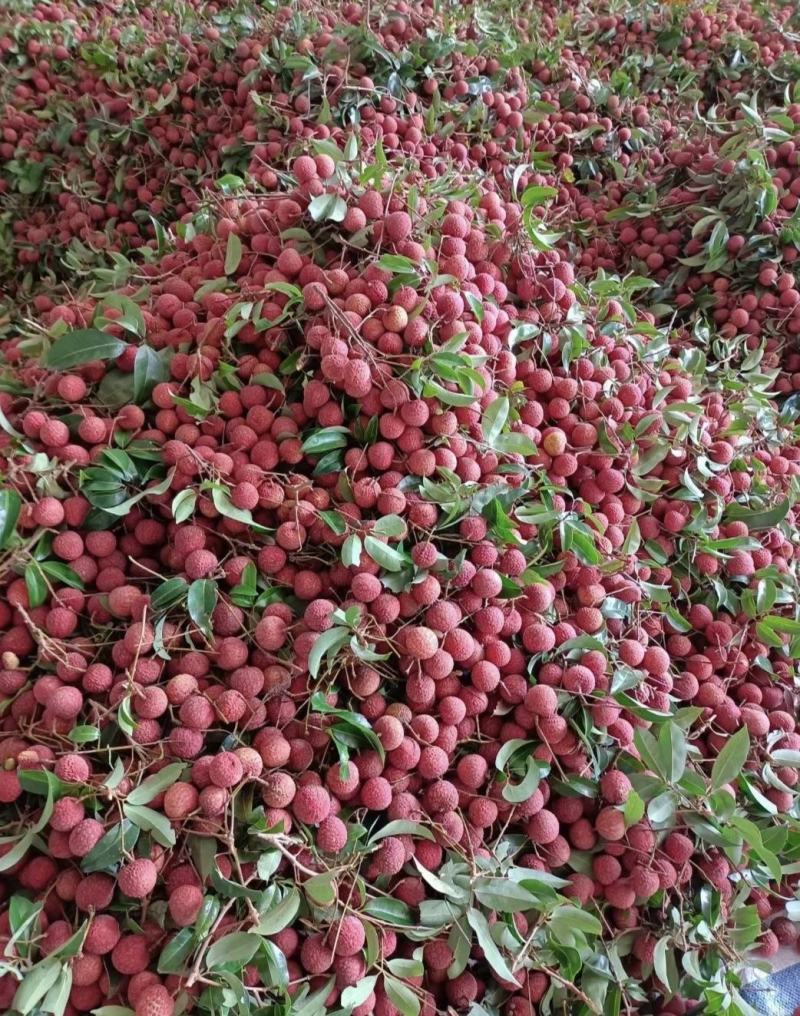 广西禾荔荔枝精品六月红大量上市中产地直供全国发货