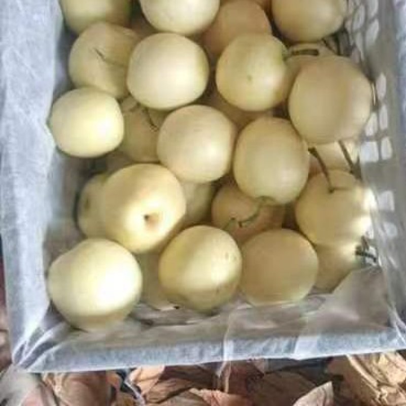 【河北黄冠梨】大量现货，欢迎客户洽谈合作诚信经营