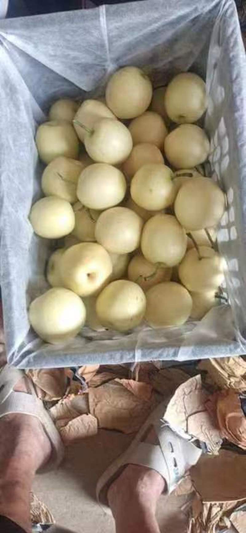 【河北黄冠梨】大量现货，欢迎客户洽谈合作诚信经营