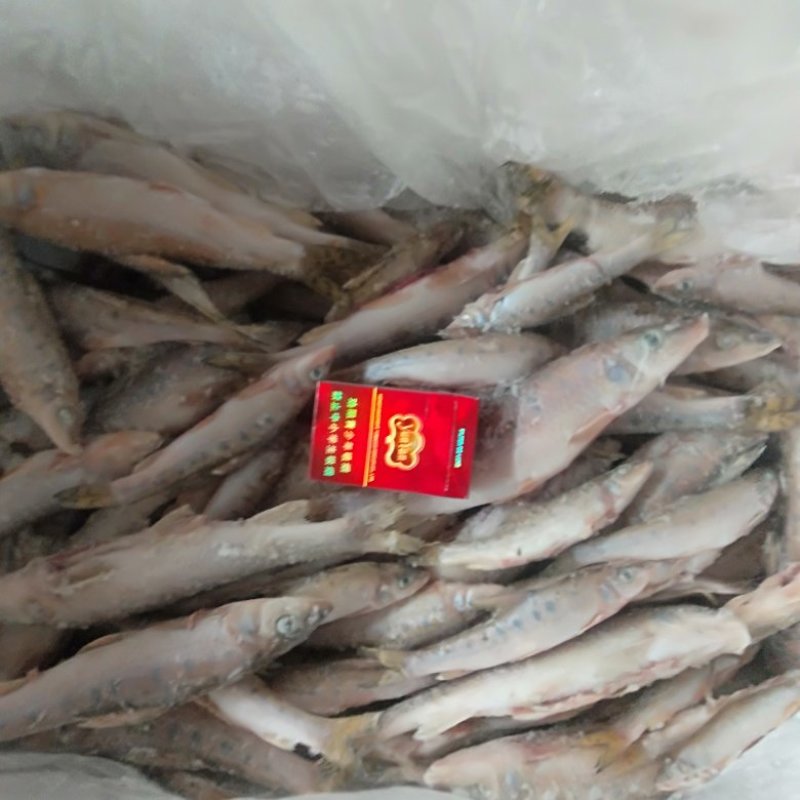 花骨鱼(麻鱼)单冻