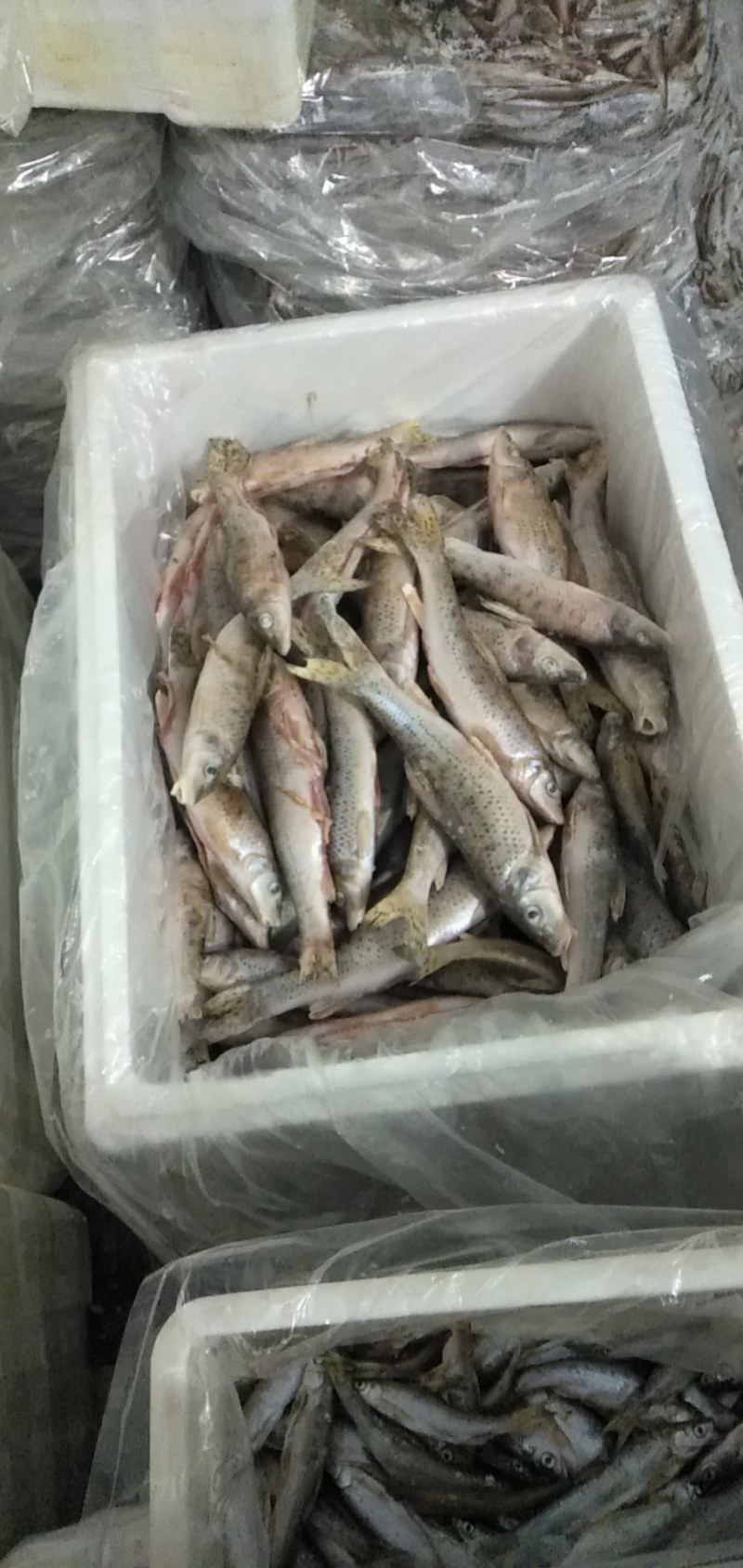 花骨鱼(麻鱼)单冻