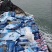 半干海参正宗鲜活大辽参厂家直销特价批发干货拉缸盐