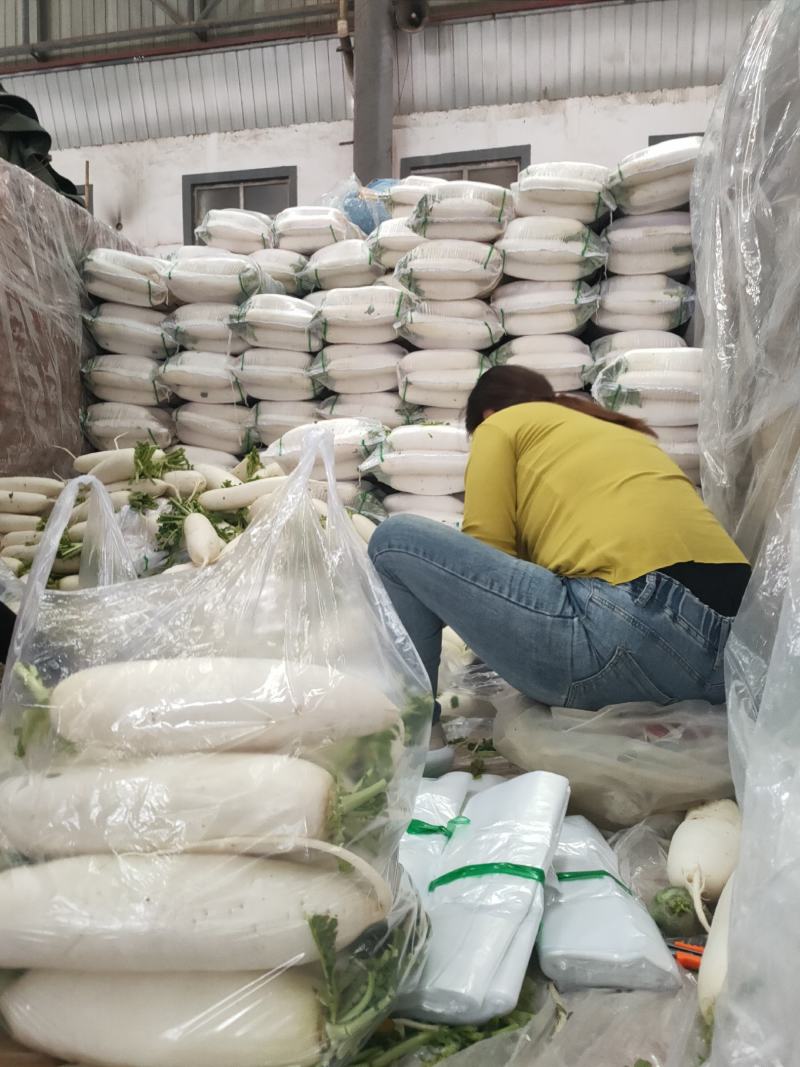 白萝卜，白萝卜上市中，一年四季供应，新鲜大量供应。