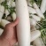白萝卜，白萝卜上市中，一年四季供应，新鲜大量供应。