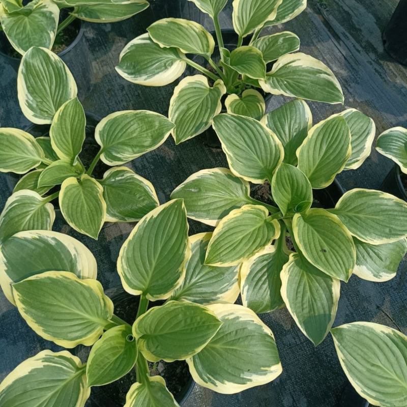进口新品玉簪花苗观叶植物地栽玉簪花植物耐热耐荫花镜