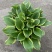 进口新品玉簪花苗观叶植物地栽玉簪花植物耐热耐荫花镜