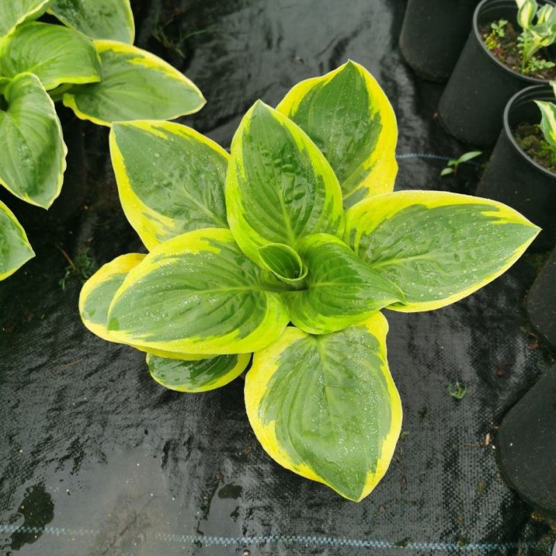 进口新品玉簪花苗观叶植物地栽玉簪花植物耐热耐荫花镜