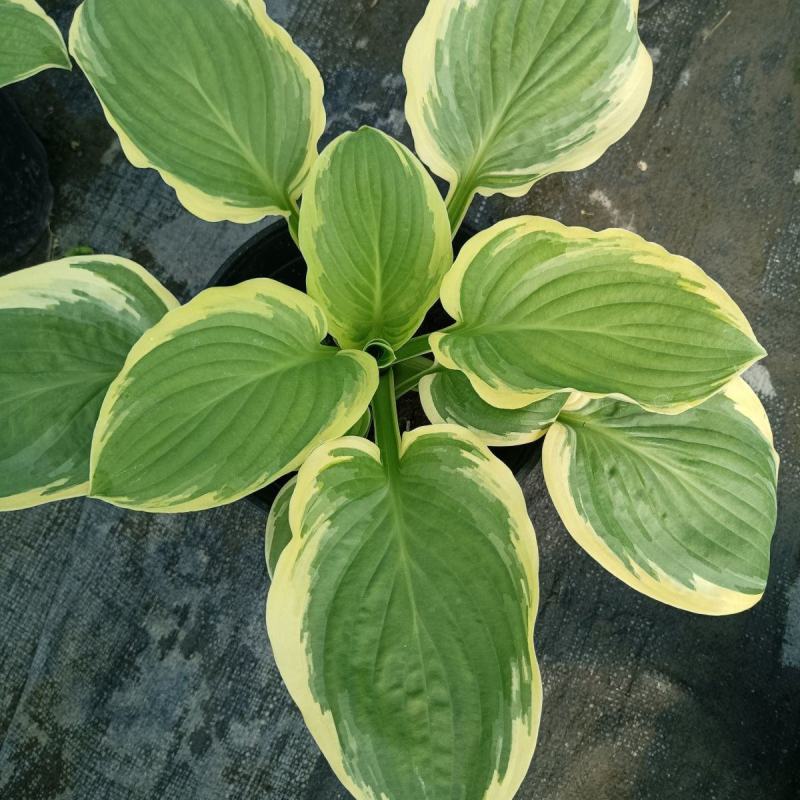 进口新品玉簪花苗观叶植物地栽玉簪花植物耐热耐荫花镜