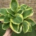 进口新品玉簪花苗观叶植物地栽玉簪花植物耐热耐荫花镜
