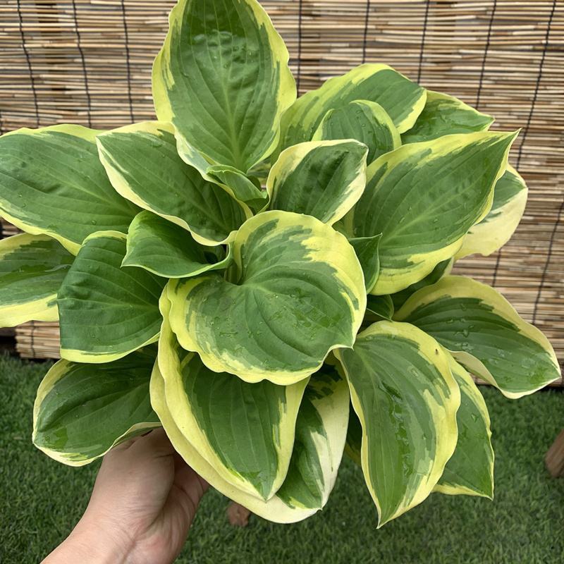 进口新品玉簪花苗观叶植物地栽玉簪花植物耐热耐荫花镜