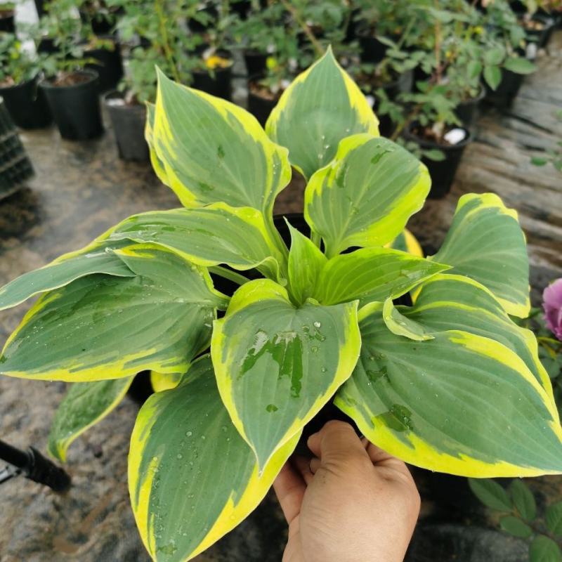 进口新品玉簪花苗观叶植物地栽玉簪花植物耐热耐荫花镜