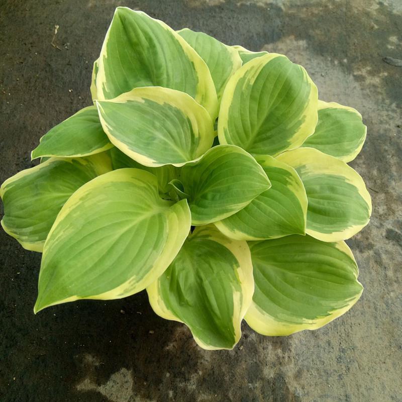 进口新品玉簪花苗观叶植物地栽玉簪花植物耐热耐荫花镜