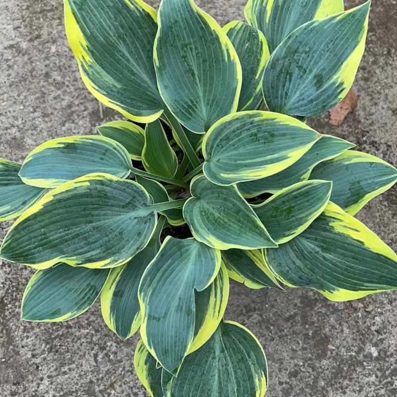 进口新品玉簪花苗观叶植物地栽玉簪花植物耐热耐荫花镜