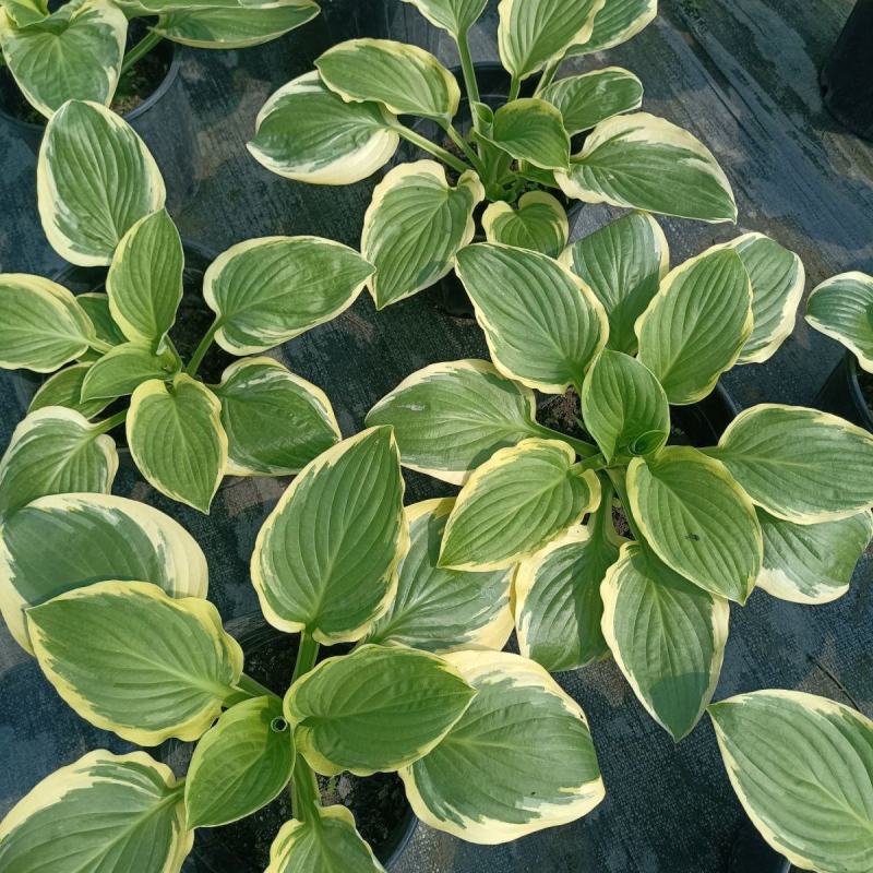 进口新品玉簪花苗观叶植物地栽玉簪花植物耐热耐荫花镜
