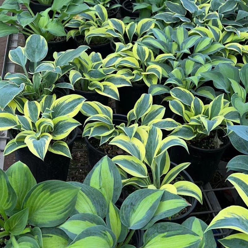 进口新品玉簪花苗观叶植物地栽玉簪花植物耐热耐荫花镜