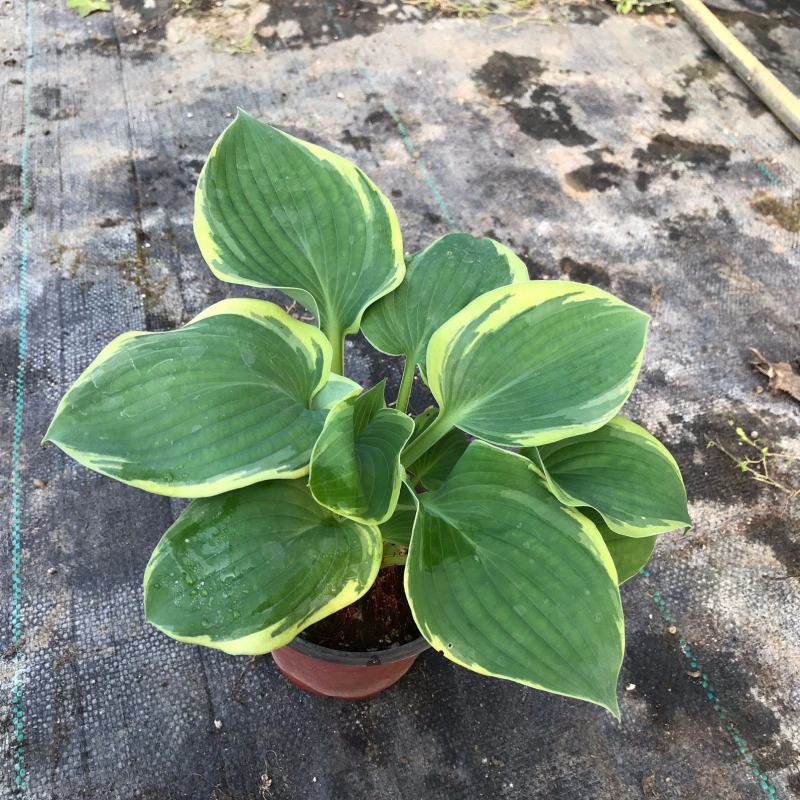 进口新品玉簪花苗观叶植物地栽玉簪花植物耐热耐荫花镜