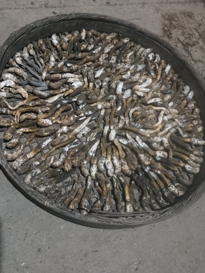 纯野生金蝉花