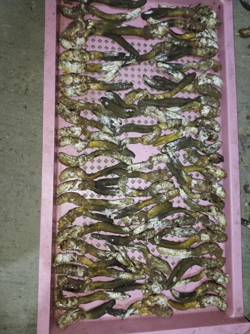 纯野生金蝉花