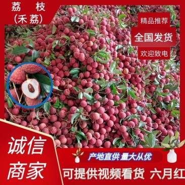 广西禾荔荔枝精品六月红大量上市中产地直供全国发货