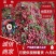 广西禾荔荔枝精品六月红大量上市中产地直供全国发货