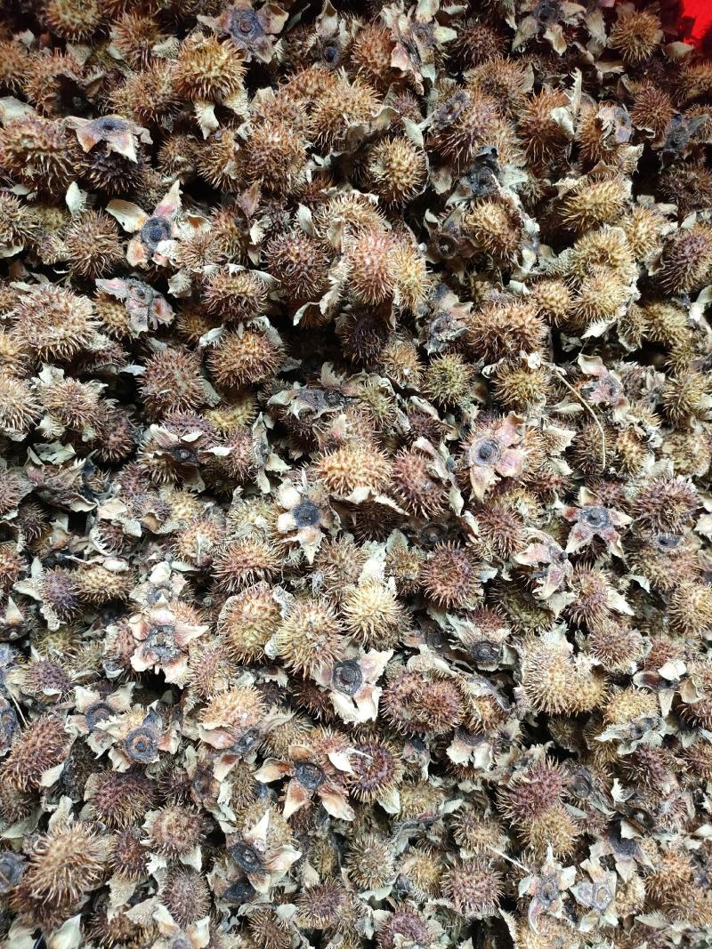 刺梨干货上市新货