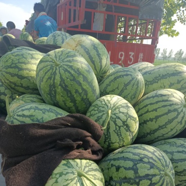 刚开园，头茬春光62，新机遇大量上市