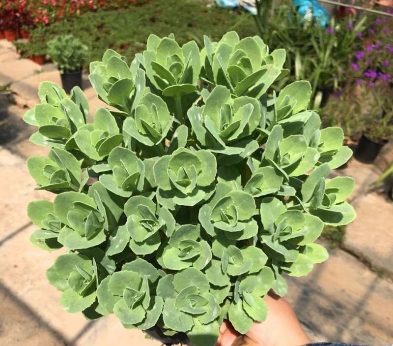 八宝景天多肉植物阳台庭院花园多年生宿根杀菌景天盆栽花苗