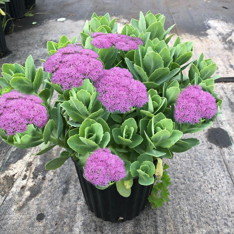 八宝景天多肉植物阳台庭院花园多年生宿根杀菌景天盆栽花苗