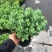 八宝景天多肉植物阳台庭院花园多年生宿根杀菌景天盆栽花苗