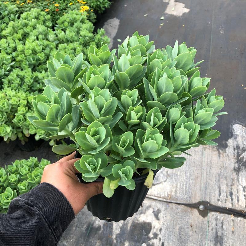 八宝景天多肉植物阳台庭院花园多年生宿根杀菌景天盆栽花苗