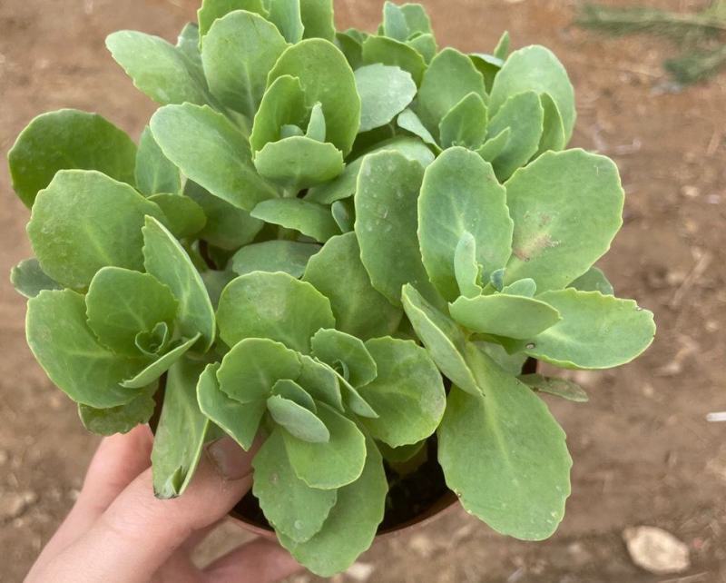 八宝景天多肉植物阳台庭院花园多年生宿根杀菌景天盆栽花苗