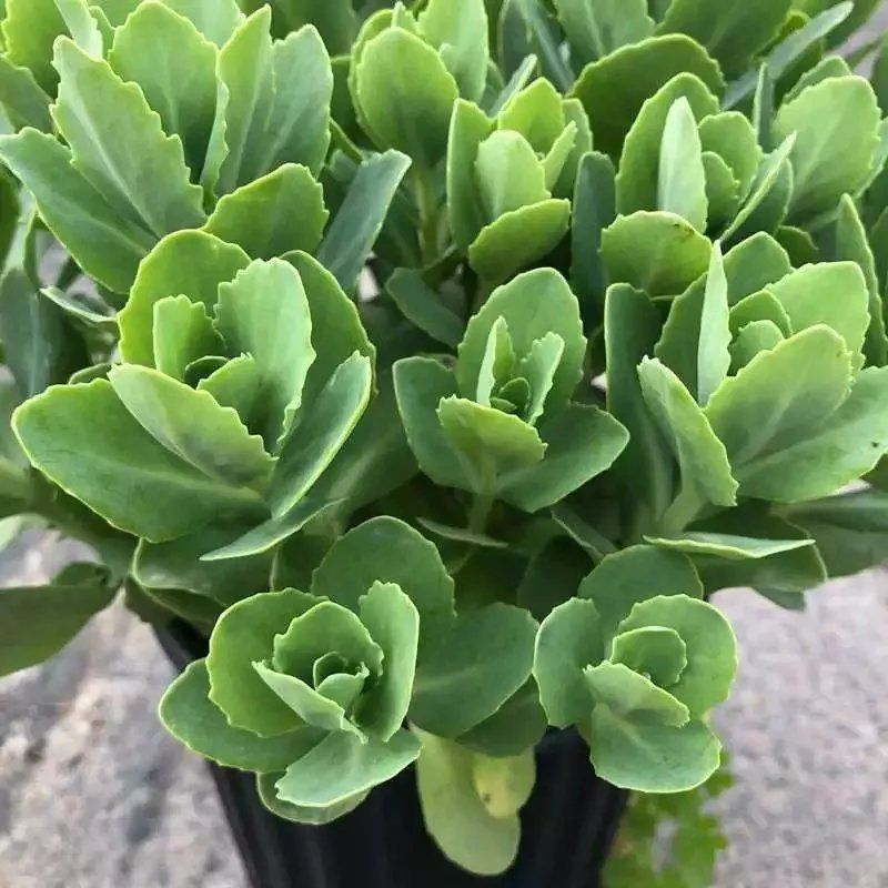 八宝景天多肉植物阳台庭院花园多年生宿根杀菌景天盆栽花苗