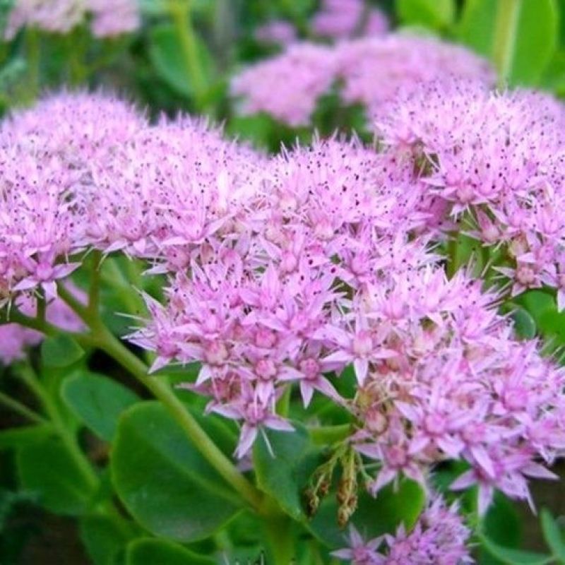 八宝景天多肉植物阳台庭院花园多年生宿根杀菌景天盆栽花苗